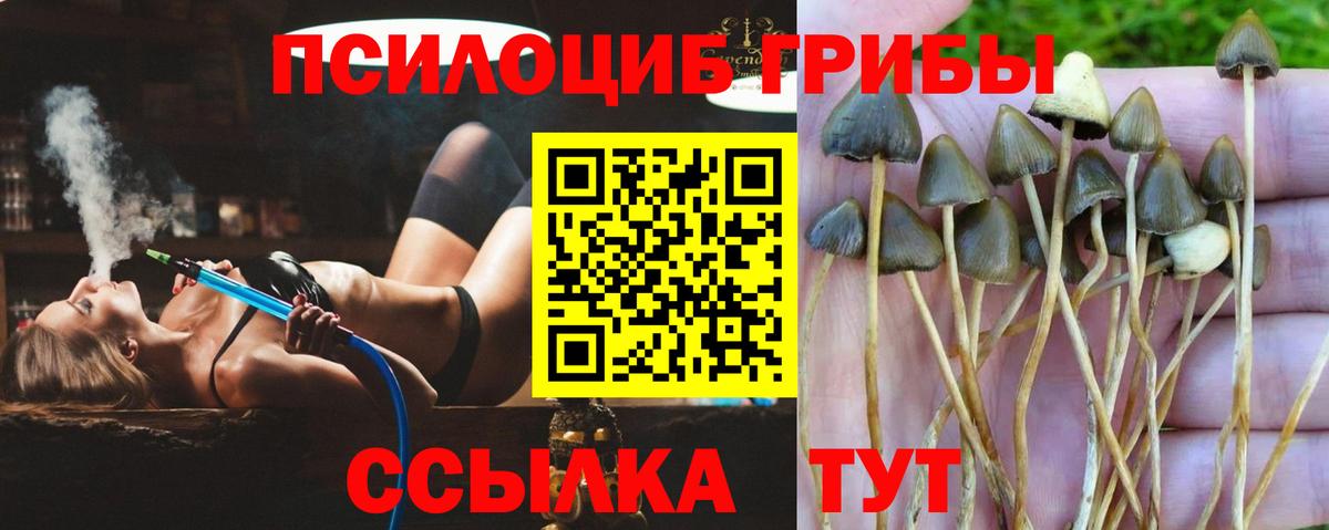 Псилоцибиновые грибы прущие грибы Горячий Ключ
